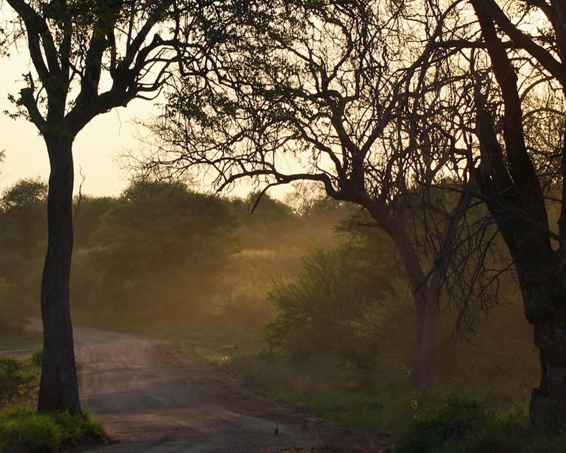 Classic Kenyan Safari