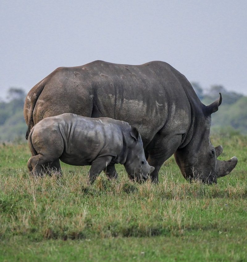 Conservancy Safari