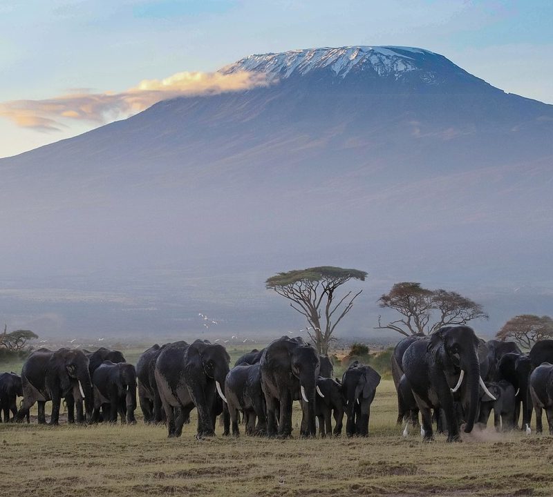 Tsavo and Amboseli Safari