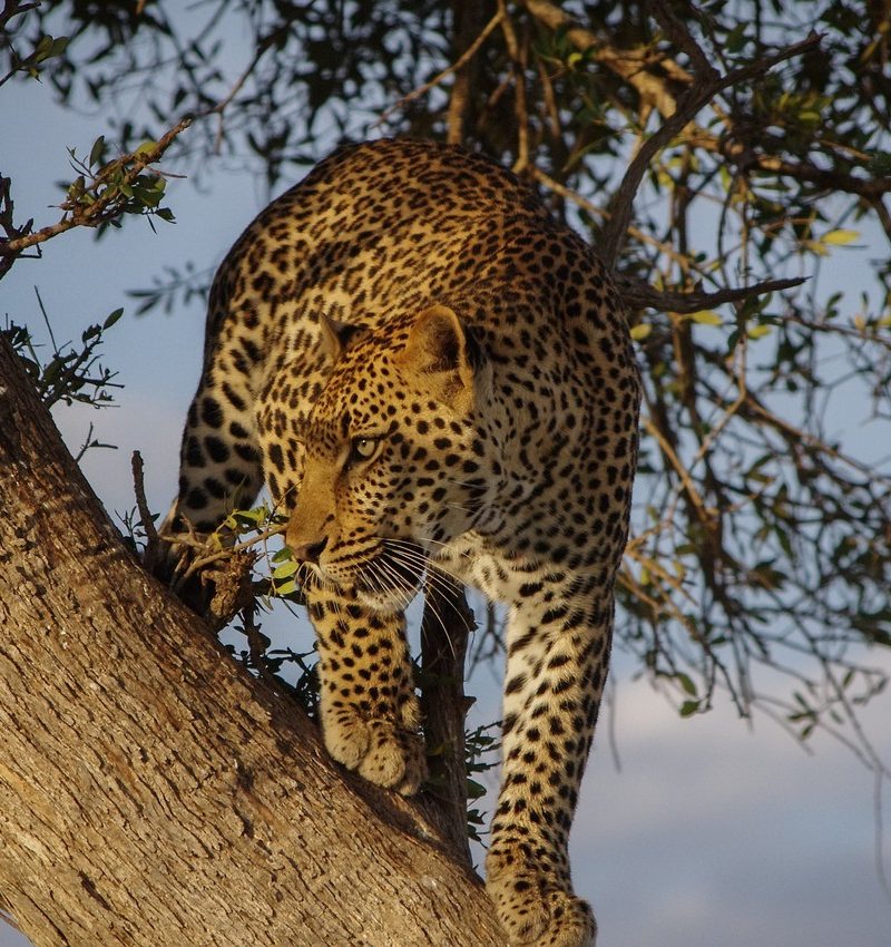 Aberdares, Samburu & Nanyuki Safari
