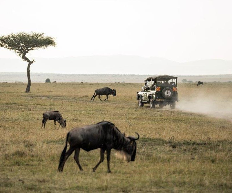 Maasai Mara Safari