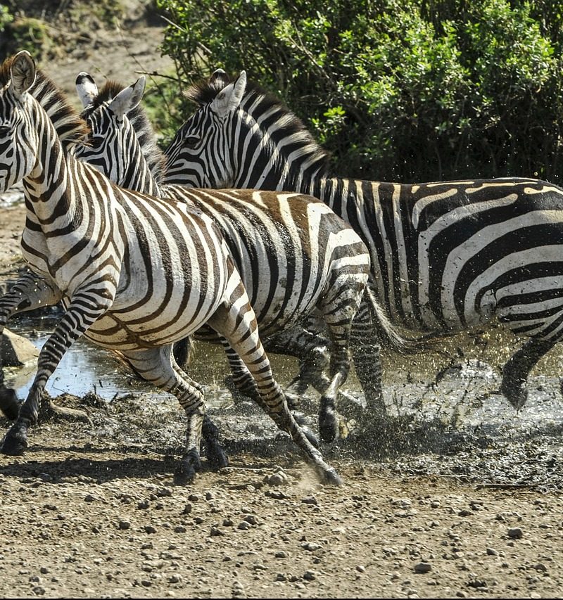 Amboseli, Nakuru & Mara